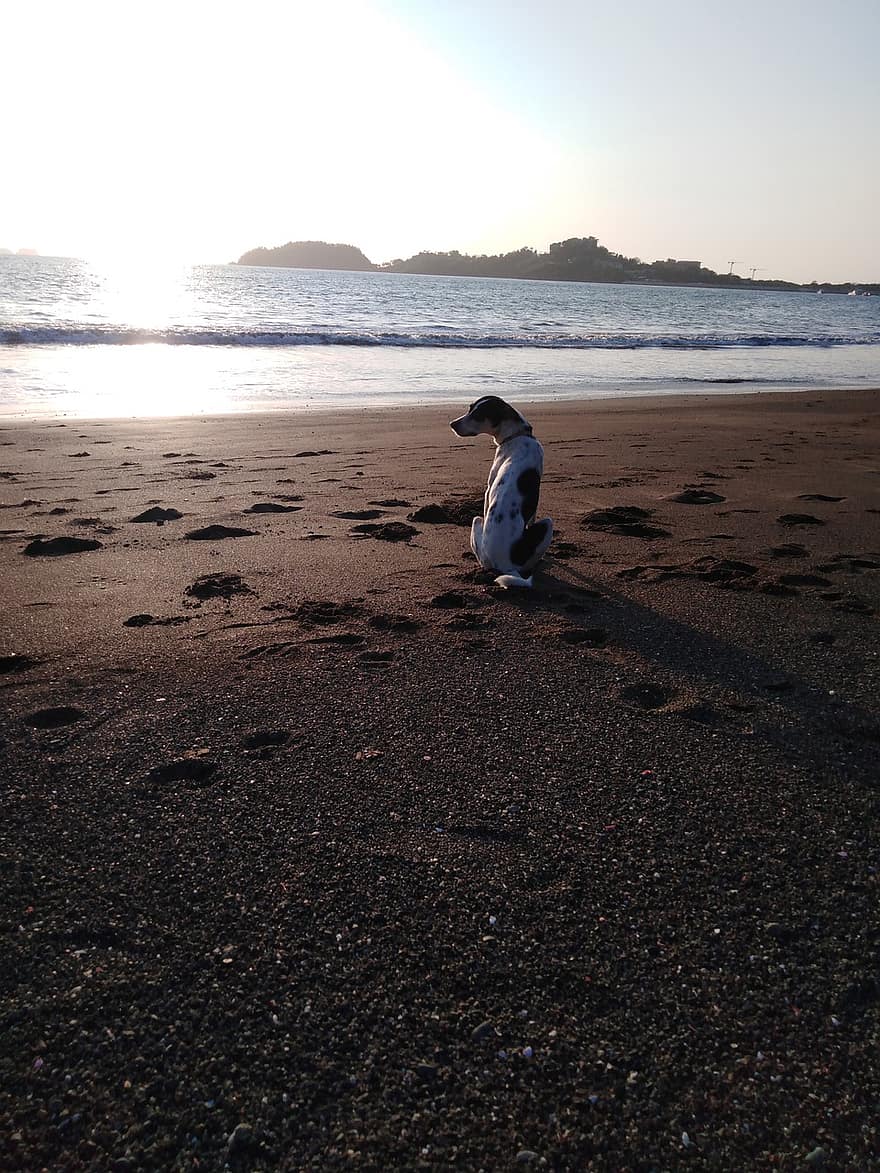 собака, пляж, заход солнца, домашнее животное, животное, домашняя собака, собачий, млекопитающее, песок, берег