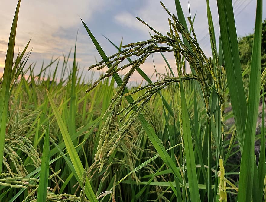 pole ryżowe, trawa, snopy ryżu, posiew, rolnictwo, roślina, Zielony, niwa, gospodarstwo rolne