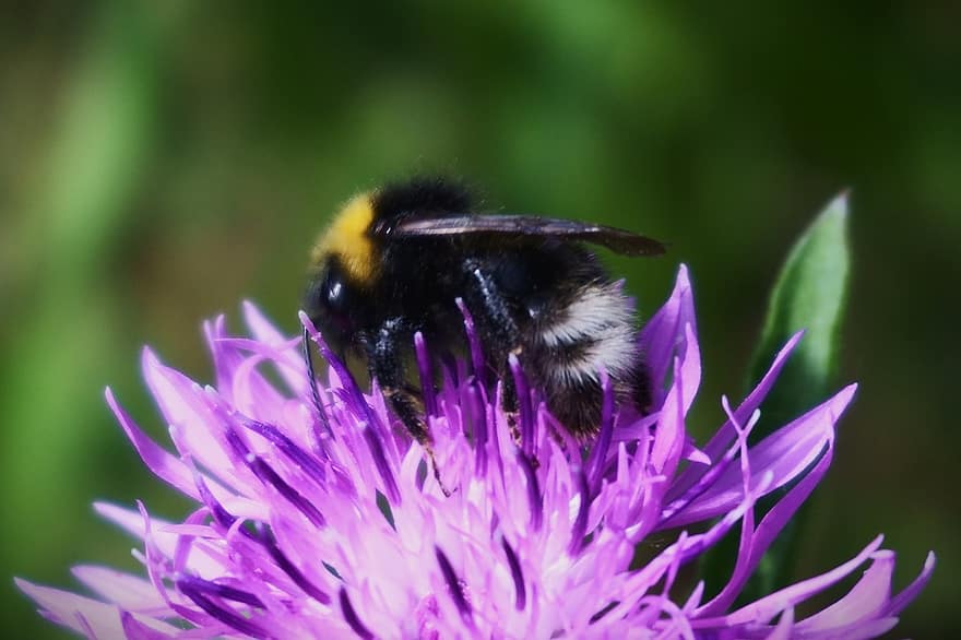 земна пчела, пчела, насекомо, цвете, буболечка, Bombus Lucorum, bombus terrestris, Полска пчела, опрашване, листенца, растение
