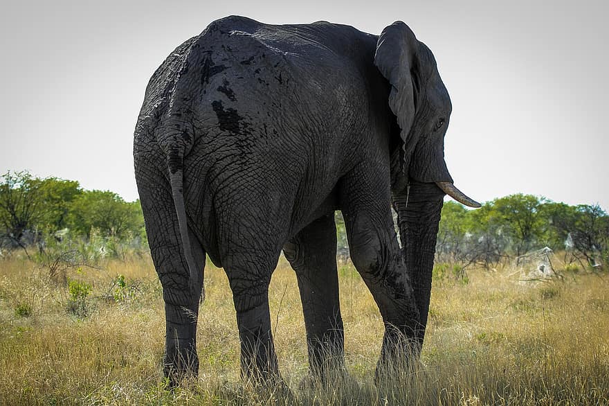 con voi, thú vật, động vật có vú, voi châu Phi, hoang dã, Thân cây, pachyderm, động vật lớn, động vật có vú lớn, Châu phi, Thiên nhiên