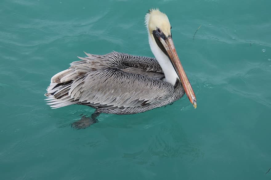 pelikaan, vogel, meer, rivier-, water, zee, bek, veer, dieren in het wild, blauw, watervogel