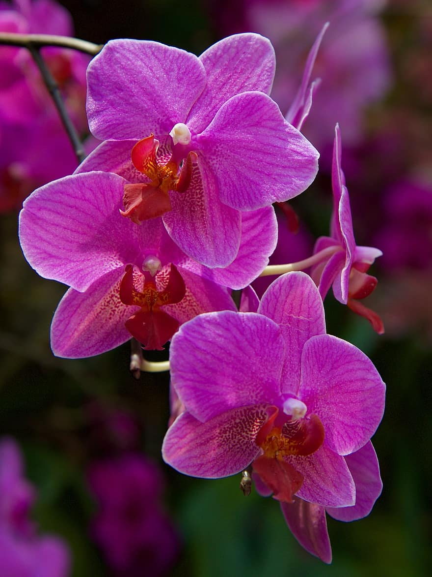 орхидея, цвете, цвят, разцвет
