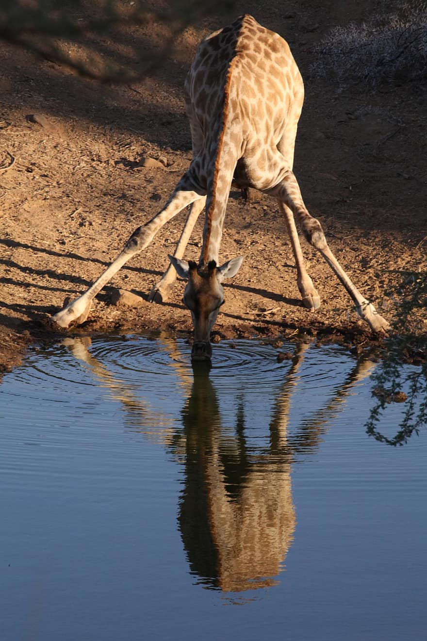 žirafa, zvíře, pití, voda, odraz, volně žijících živočichů, savec, safari, Příroda, Afrika, namibie
