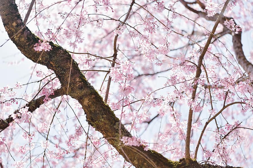 Japó, arbre, flor de cirerer, primavera, estacional, florir, flor, flors, paisatge, color rosa, branca