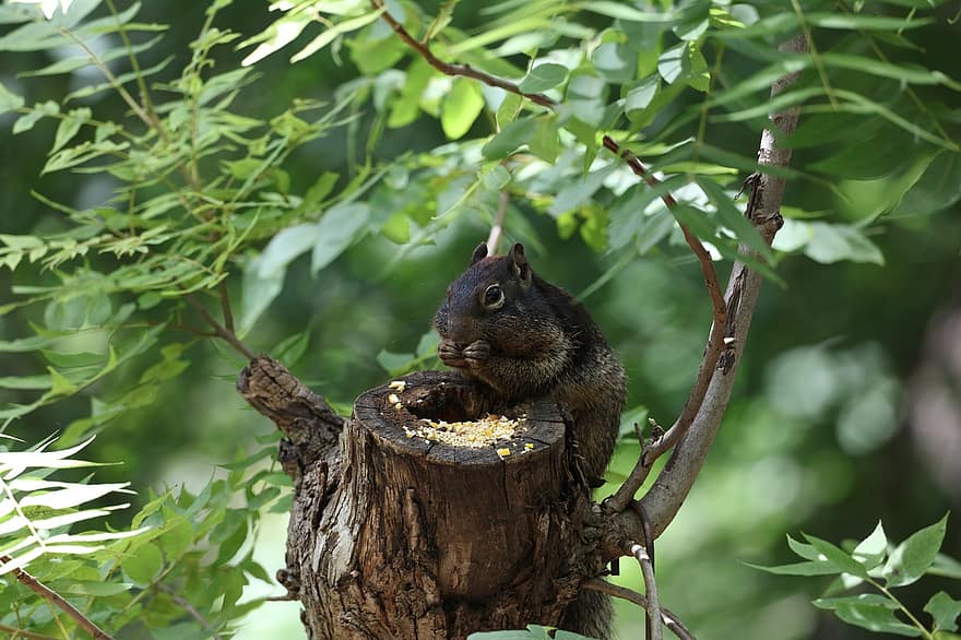 veveriţă, rozător, animal, rock veveriță, hrănire, mâncare, copac, frunze, ramuri, mamifer, animale sălbatice