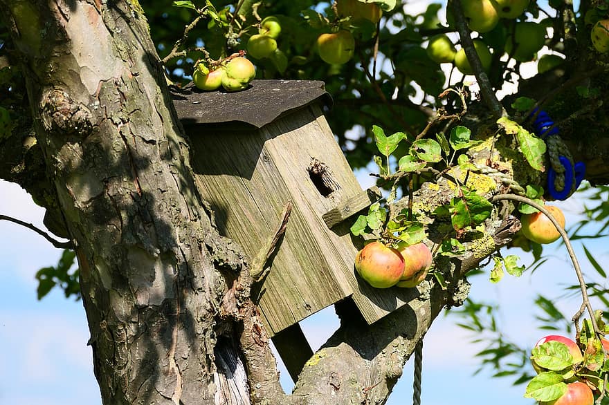 lintu talo, lintujen syöttölaite, omena, omenapuu, puu, luonto, orgaaninen, haara, hedelmä, ruoka, maatalous