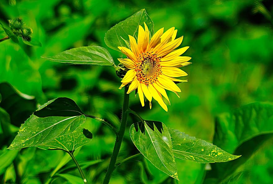слънчоглед, цвете, жълто цвете, листенца, жълти венчелистчета, цвят, разцвет, растение, флора, листа