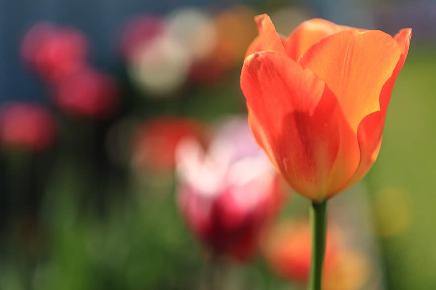 tulipa, flor, primavera, flora, naturalesa, sol, planta, estiu, cap de flor, multicolor, primer pla