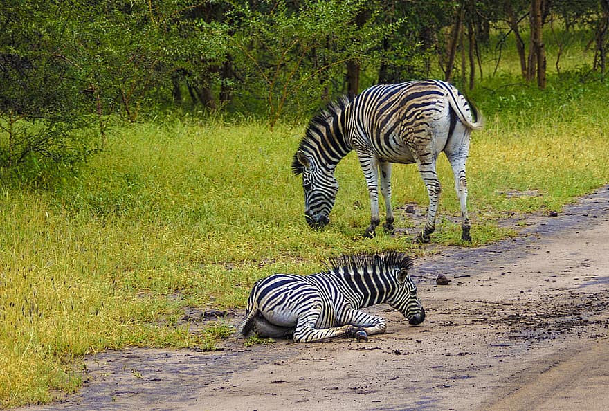 Safari, Afrika, Tier, Natur, Fauna, Säugetier, wild, Zebra, Tiere in freier Wildbahn, gestreift, Safaritiere