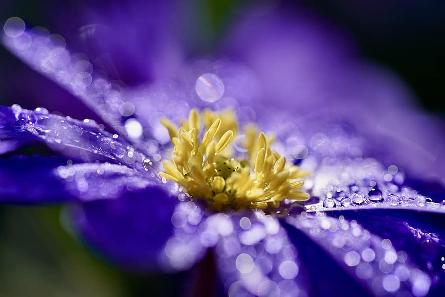 Flower, Water Drops, Raindrops, Natural, Green, Plant, Garden, Blue