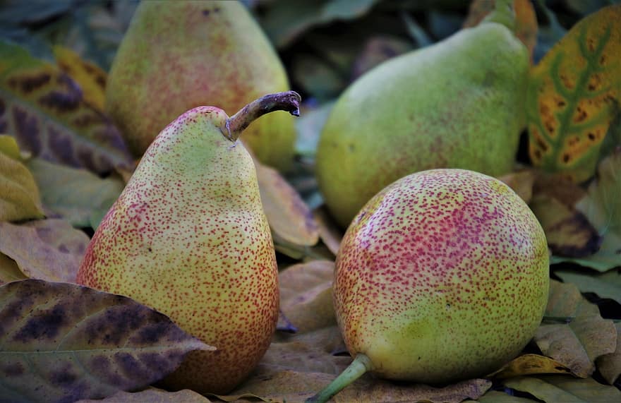 Pears, Fruit, Foliage, Leaves, Sweet, Garden, Fresh, Autumn, Autumn Theme, Pear, Bio