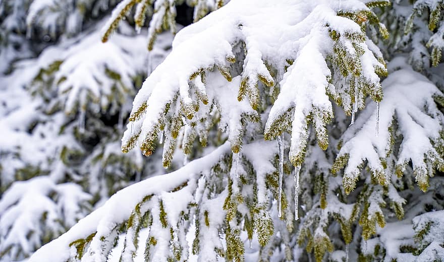 stromy, les, led, mráz, sníh, zamrzlý, strom, zimní, sezóna, větev, borovice