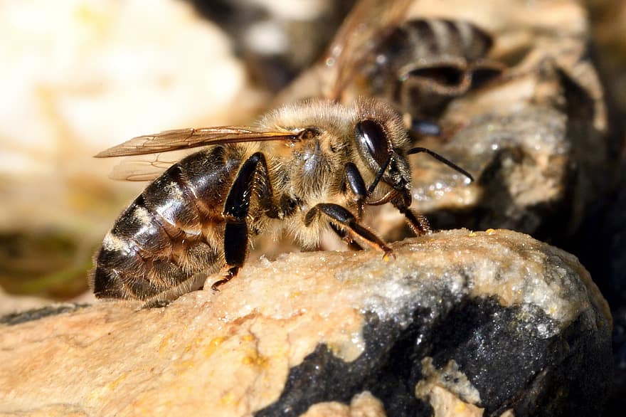 abella, insecte, mel d'abella, mel, apicultor, apicultura, naturalesa