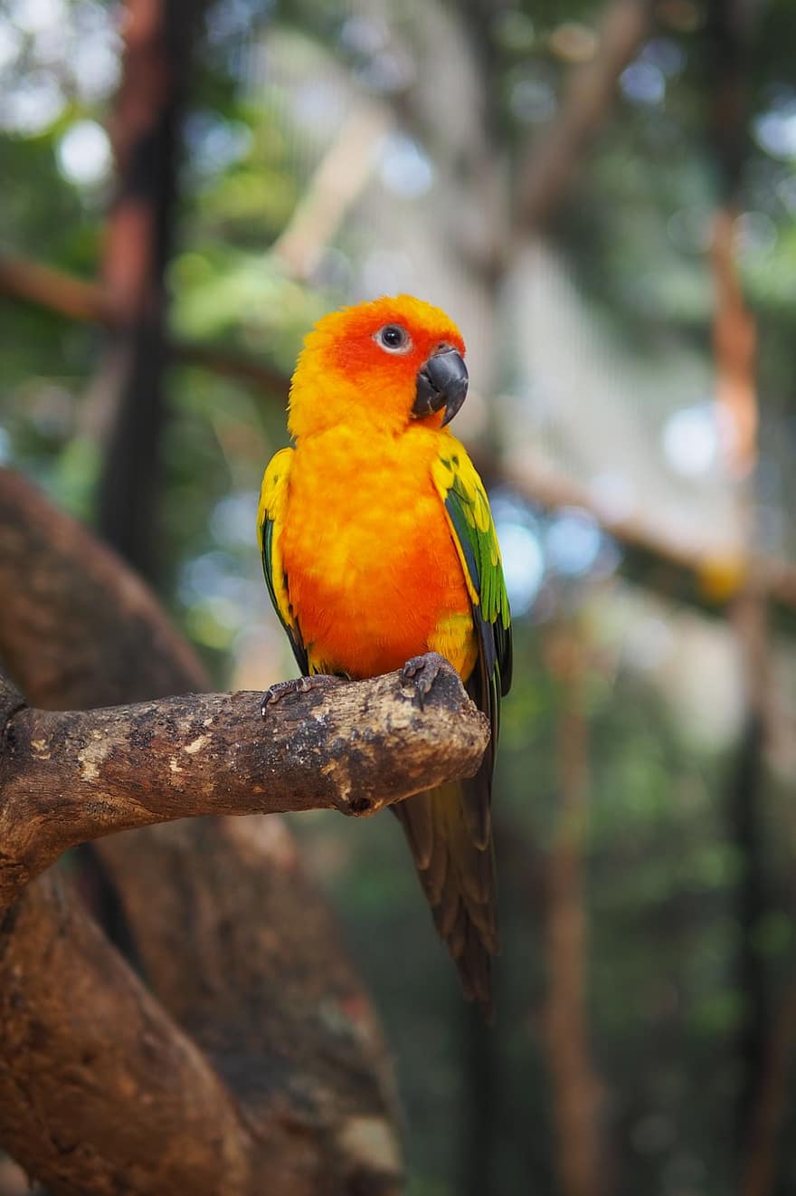 Parrot, Bird, Feathers, Plumage, Sun Conure, Colorful, Beak, Wings, Aratinga, Solstitialis, Animals
