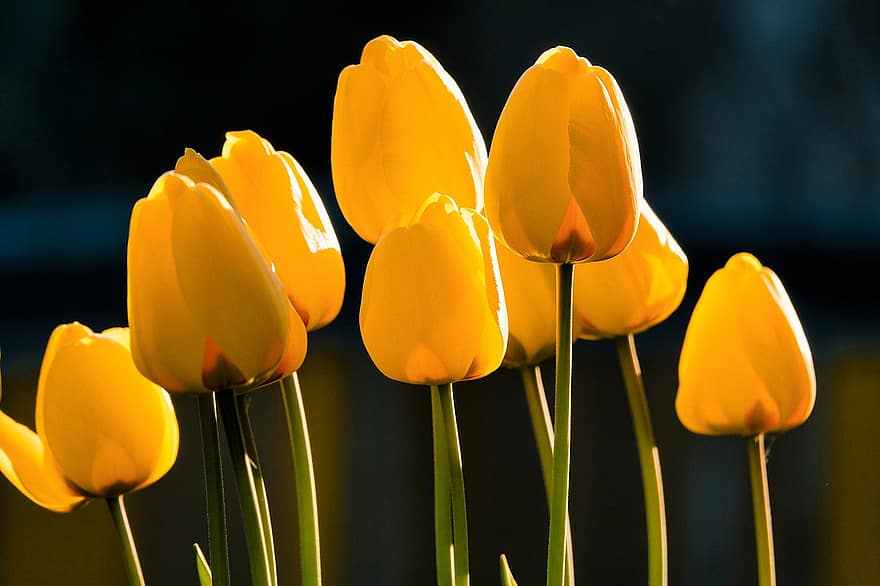 Hoa tulip, những bông hoa, cây, tulipa, hoa tulip vàng, hoa vàng, mùa xuân, hoa, cánh đồng hoa tulip, vườn, Thiên nhiên