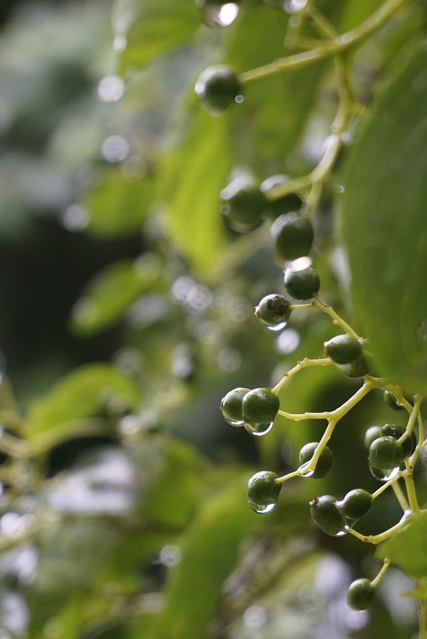 листа, мокър, дъжд, капене, вода, зелен, горски плодове, природа, дъждовна капка, растение, капка вода