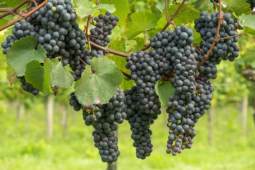 druiven, wijnstokken, verse druiven, vers fruit, fruit, zoet, wijnbouw, Rebstock, plantage, landbouw, eten