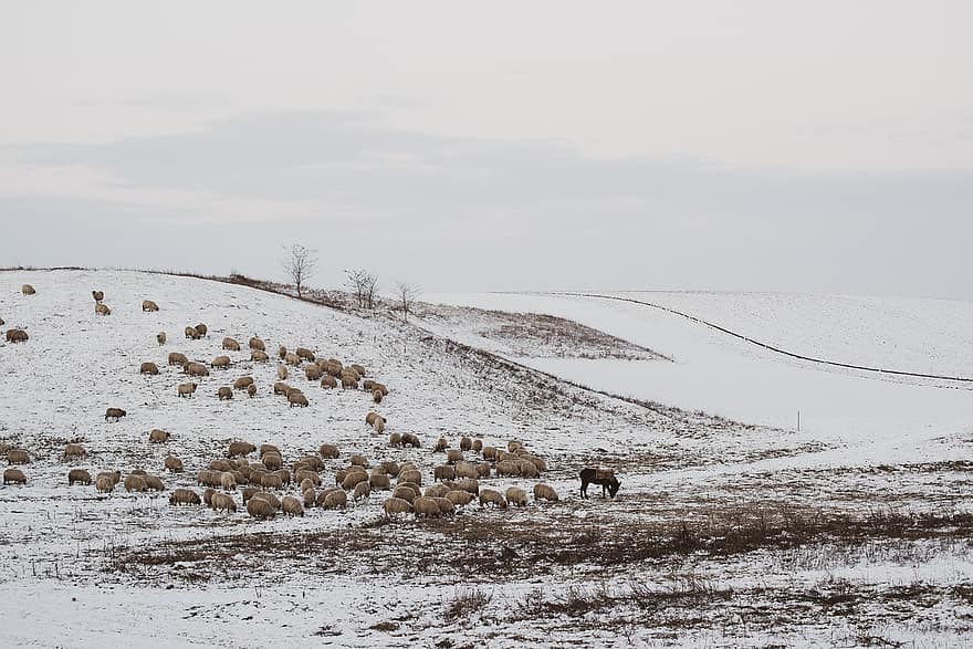 овца, стадо, сняг, животни, зима, вълна, паша, поле, студ, агнета, добитък