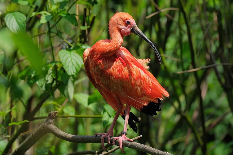 ibis escarlate, pássaro, animal, íbis, animais selvagens, plumagem, ramo, empoleirado, natureza, observação de pássaros, bico