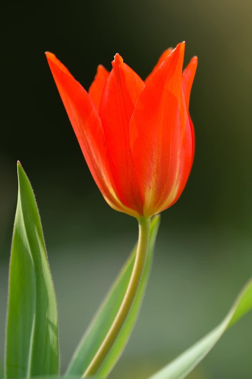 blomst, tulipan, rød, vår, sesong, natur, vekst, blomstre, makro, botanikk, anlegg