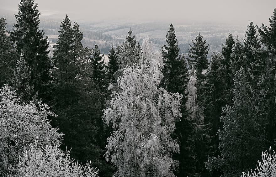 erdő, fák, hideg, fagy, fagyott, télies, téli, tájkép, természet, tűlevelűek, toboztermő fa