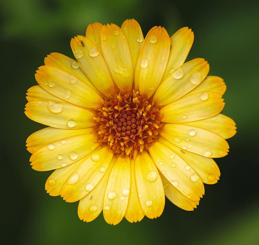 Daisy, Flower, Yellow Flower, Bloom, Blossom, Nature, Yellow Petals, Dew, Dew Drops, Drip, Botany