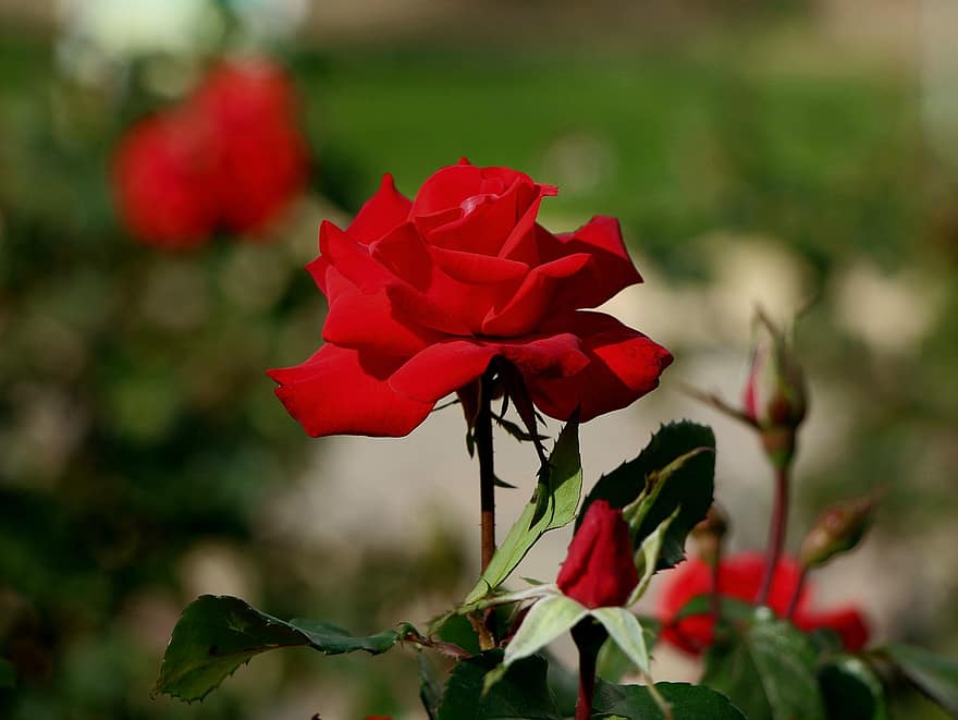 ローズ、花、工場、赤いバラ、赤い花、花びら、咲く、美しさ、庭園、自然