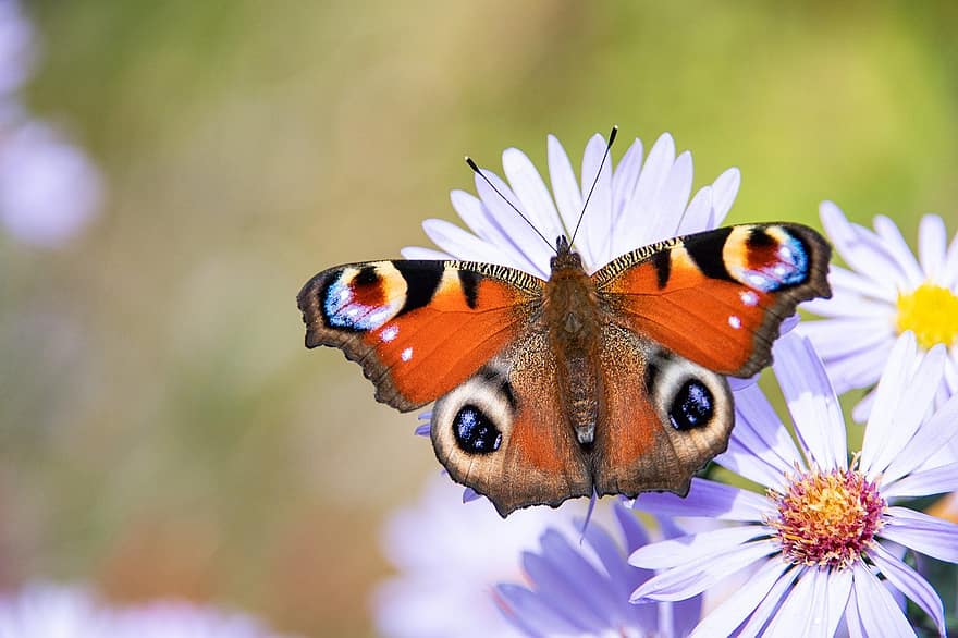 páv motýl, květiny, opylování, Příroda, hmyz, motýl, detail, zvíře, krása v přírodě, vícebarevné, makro