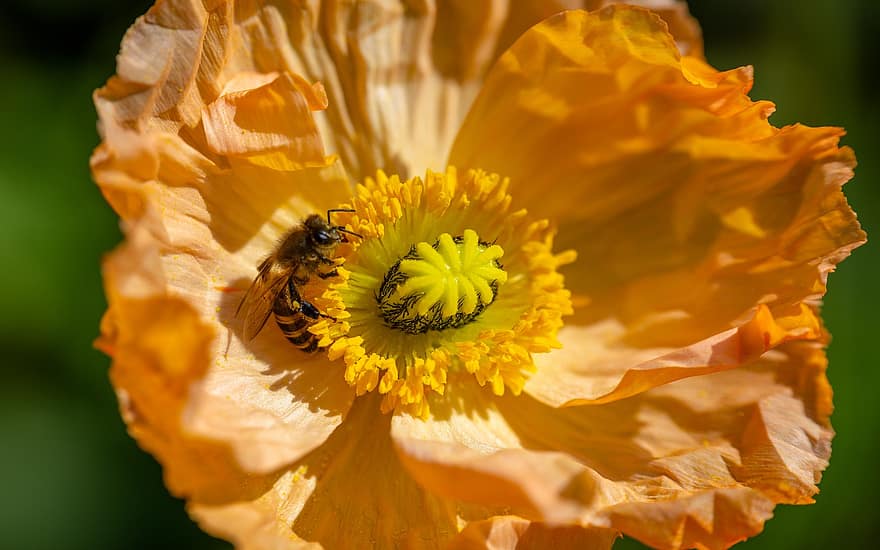 kukurūzų aguonų, bičių, apdulkinimas, gėlė, pavasaris, pobūdį, lauke, saulės šviesa, sodas, makro