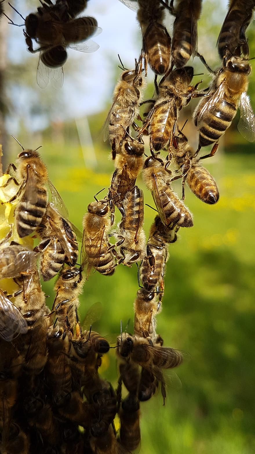medus bite, pavasarī, kukaiņi, bite, medus, tuvplāns, apputeksnēšana, makro, vasarā, ziedputekšņi, dzeltens