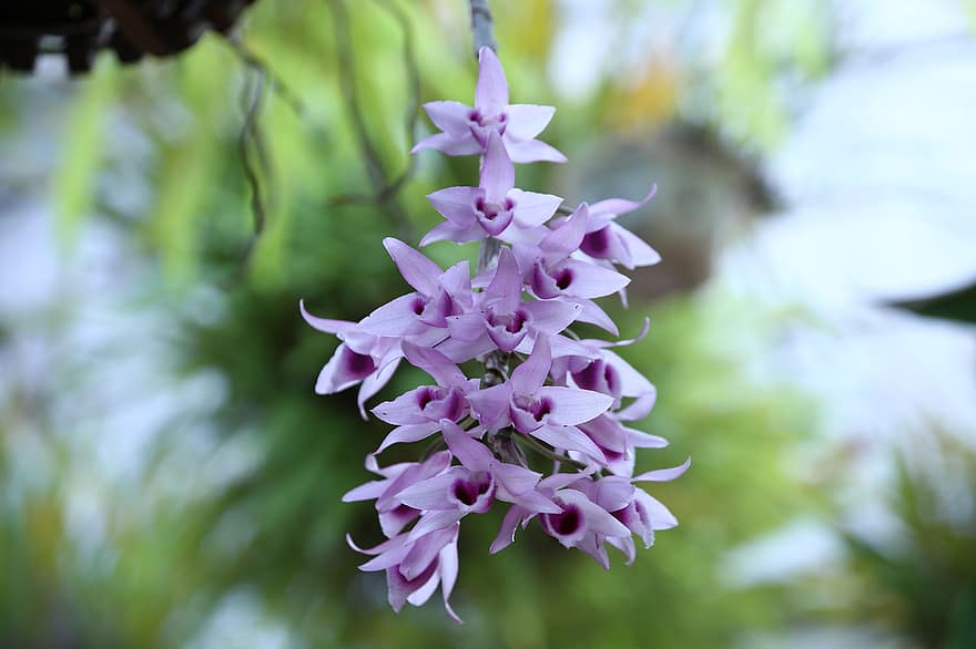 орхидея, anosmum, орхидеи, цветя, лилави цветя, листенца, лилави венчелистчета, разцвет, цвят, флора, природа