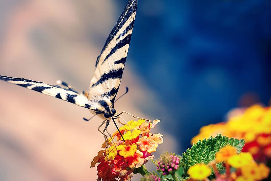 kupu-kupu, swallowtail, bunga-bunga, sayap, serangga, hewan, nymphalidae, penyerbukan, musim semi, menanam, mekar