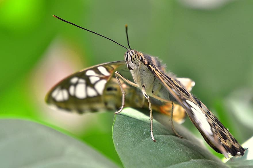 sommerfugl, Clipper Sommerfugl, insekt, entomologi, tæt på, parthenos sylvia, makro, natur, grøn farve, sommer, multi farvet