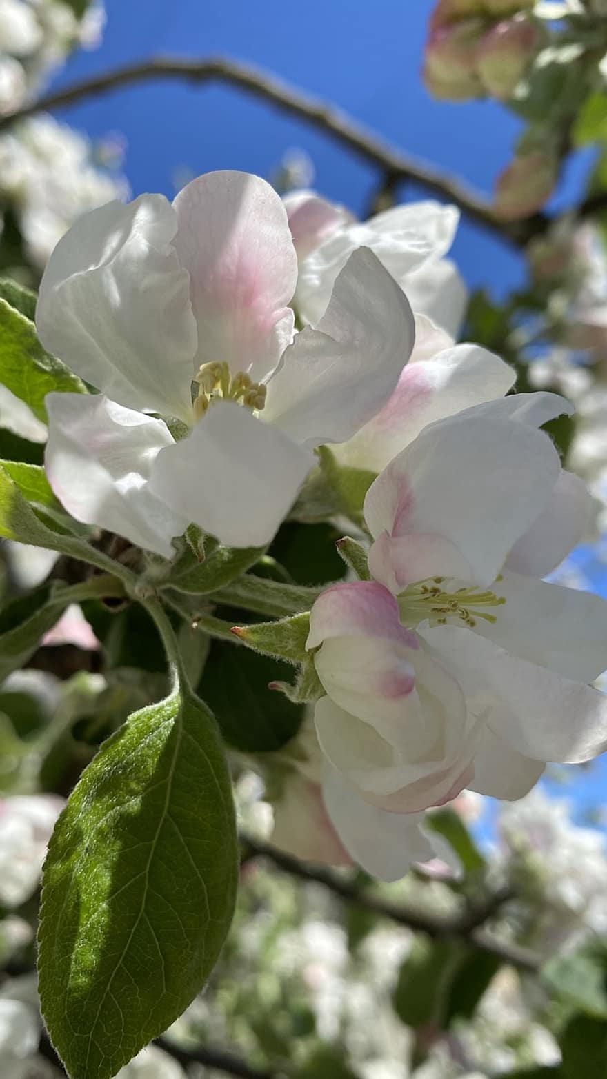 リンゴの木、花、咲く、春、工場、閉じる、葉、花弁、フラワーヘッド、夏、鮮度