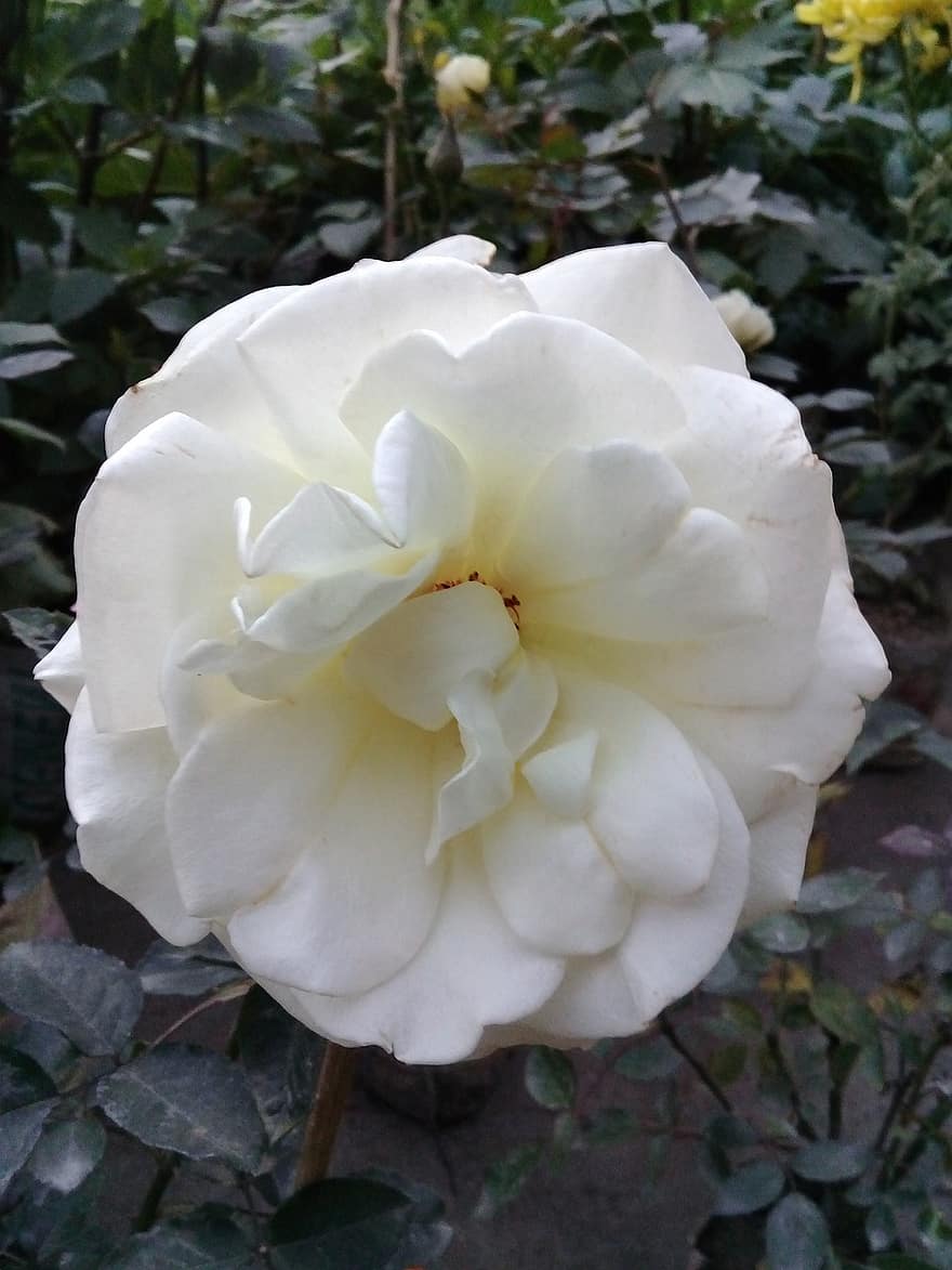 الوردة ، وردة بيضاء