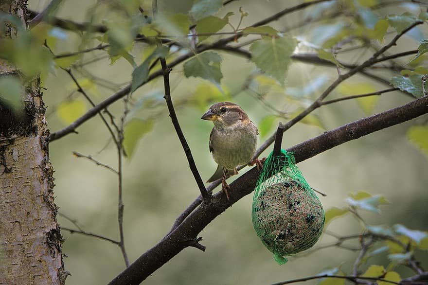 Sparrow, Branch, House Sparrow, Sperling, Fat Balls, Feeding Place, Feeding, Bird, Animal, Nature, Sit