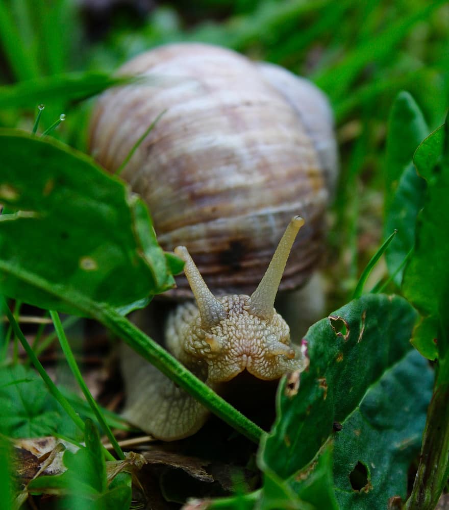 snigel, natur, gräs, närbild, grön färg, slemmig, långsam, makro, mollusk, gastropod, krypande