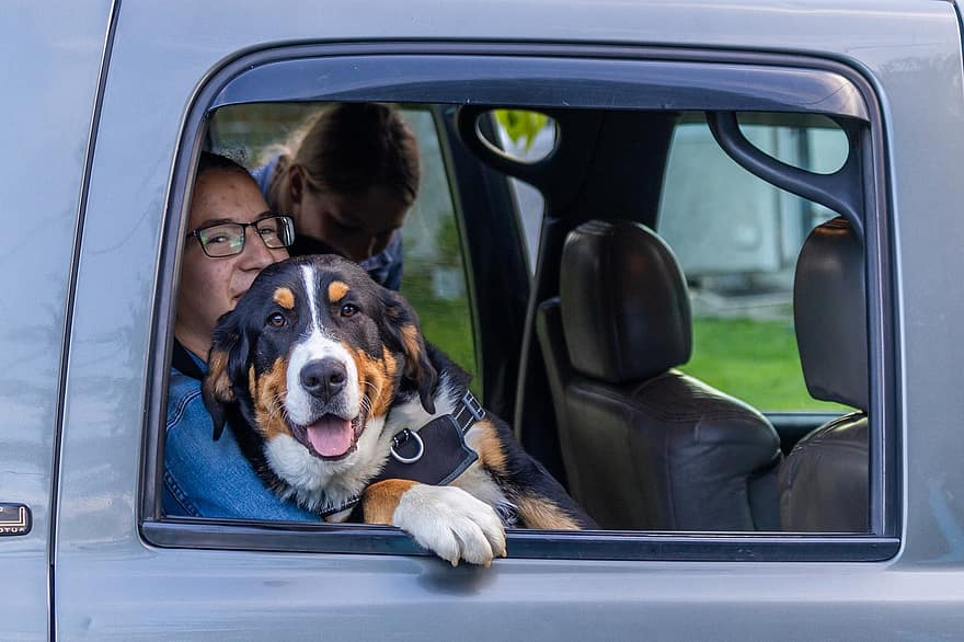 момиче, куче, bernese mountain dog, превозно средство, усмихнати, заедно, щастлив, животно, кола, домашни любимци, транспорт