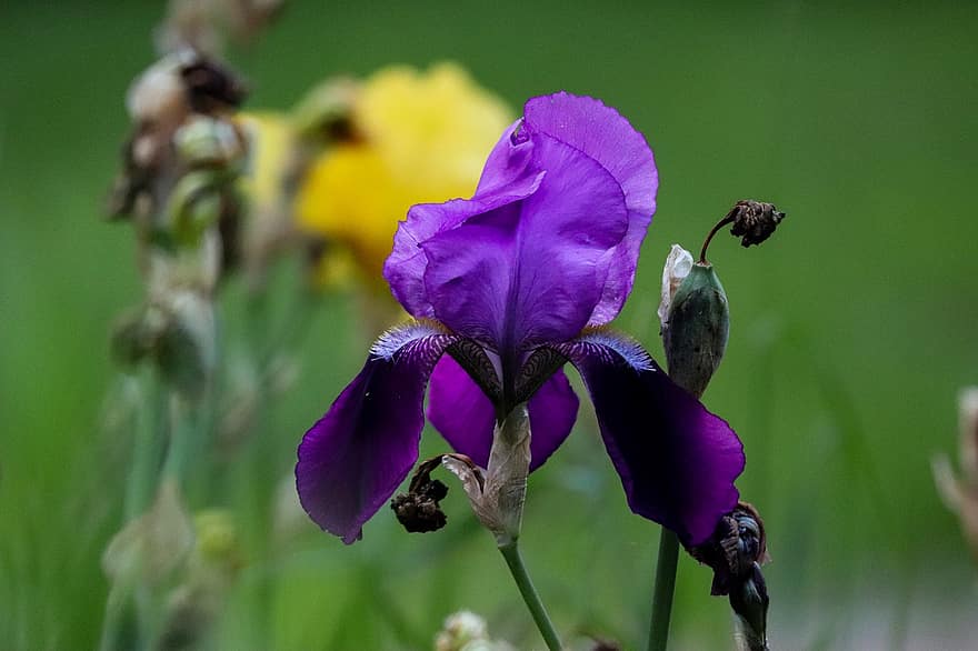 Blume, Iris, blühen, Pflanze, lila, Natur, Garten, Flora, Wiese, Sommer-, Gelb