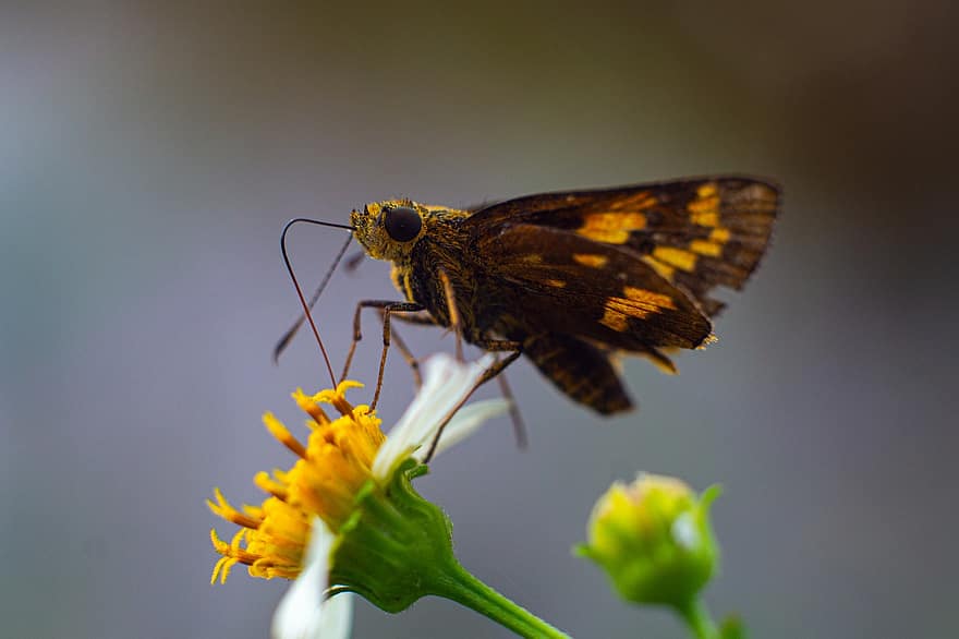 insectă, Dart mai mic, floare, skipper fluture, fluture, animal, nectar, natural, natură, macro