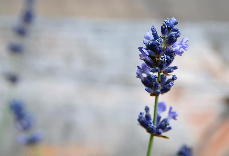 Lavender, Flowers, Plant, Lavandula, Purple Flowers, Bloom, Garden, Nature, Summer