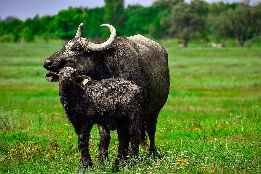 búfalo, bezerro, ruminantes, chifres, selvagem, grama, animal, pasto, Prado, rural
