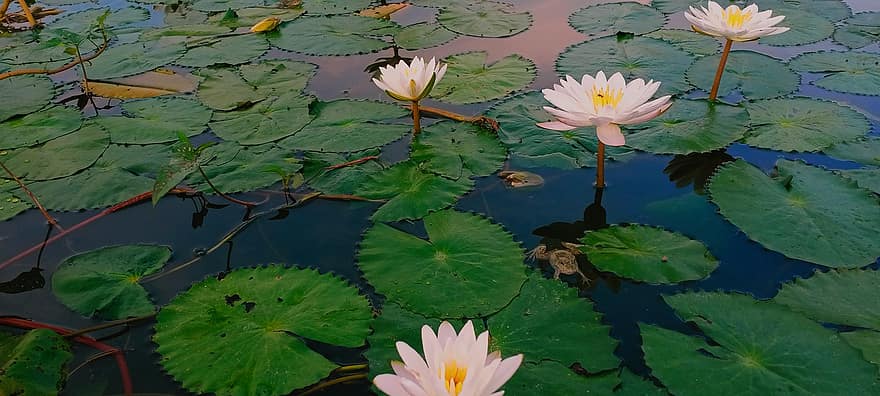 Pond, Flowers, Frog, Amphibian, Animal, Lotus, Water Lilies, Lily Pads, Leaves, Foliage, Bloom