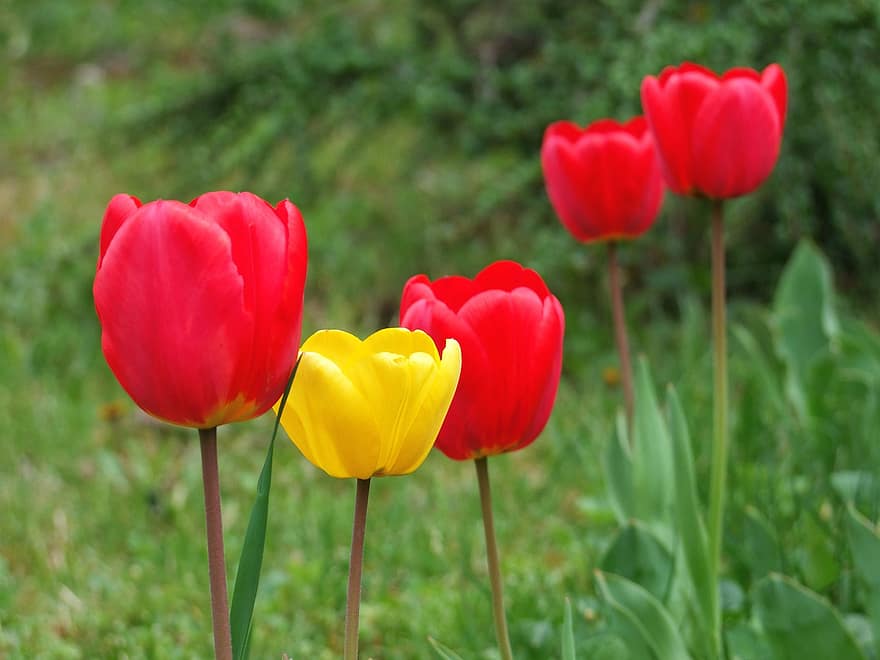 tulipa, flor, cor, beleza, jardim, flores, natureza, Primavera, flora, floral, floresce em