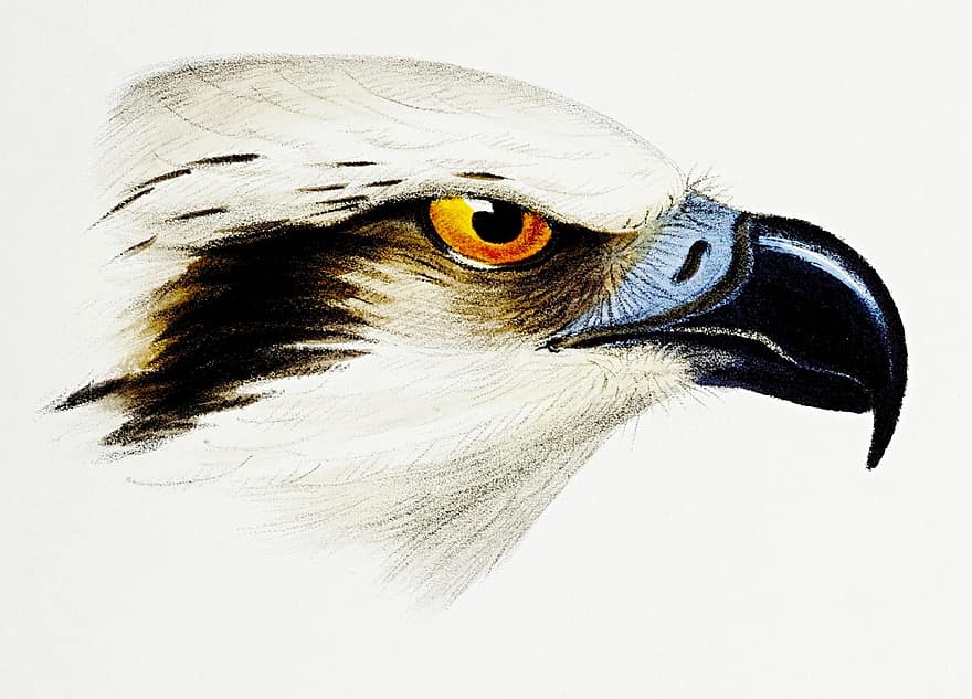 Osprey bělohlavý, mořský orel, pták, hlava, raptor, zobák, dravý pták, skica, výkres, digitální kreslení, vinobraní