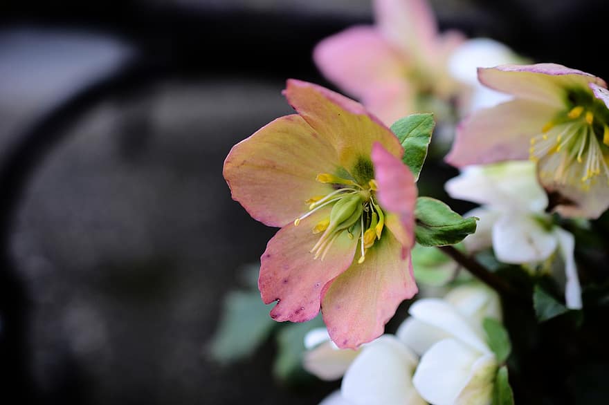 helleborus niger, flor, floración, estambre, pétalos, flora, planta, naturaleza