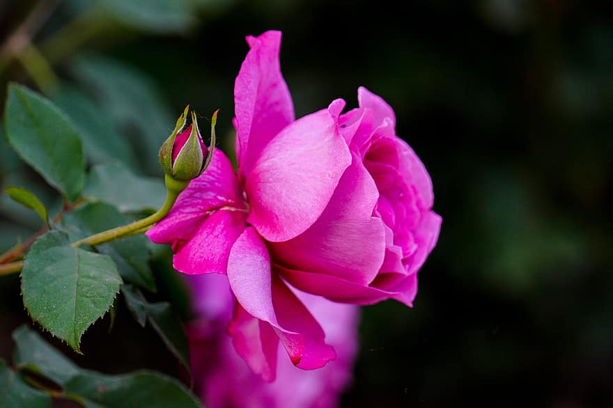 rose, blomst, anlegg, knopp, rosa rose, rosa blomst, petals, natur, blad, nærbilde, petal