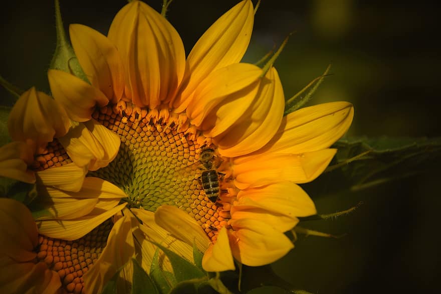 bunga matahari, bunga, pertanian, kuning, musim panas, bunga-bunga, mekar di, alam, berkembang, lebah, warna