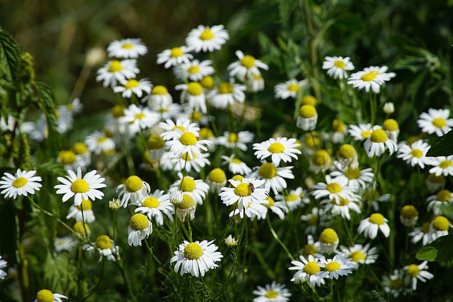 hoa cúc, những bông hoa, Thiên nhiên, hoa dại, thảo dược, trắng, màu vàng, họ cúc, mùa hè, ánh sáng mặt trời, matricaria