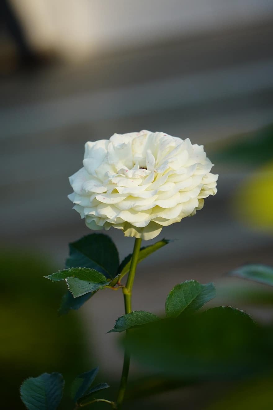 τριαντάφυλλο, λουλούδι, λευκό τριαντάφυλλο, λευκά πέταλα, φυτό, αυξήθηκε ανθίζει, πέταλα, πέταλα τριαντάφυλλου, ανθίζω, άνθος, χλωρίδα